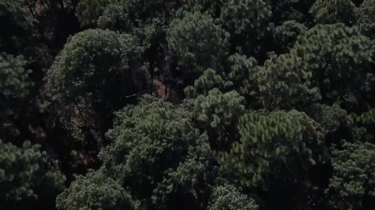 Stock Video Green Treetops Live Wallpaper For PC - Free Download