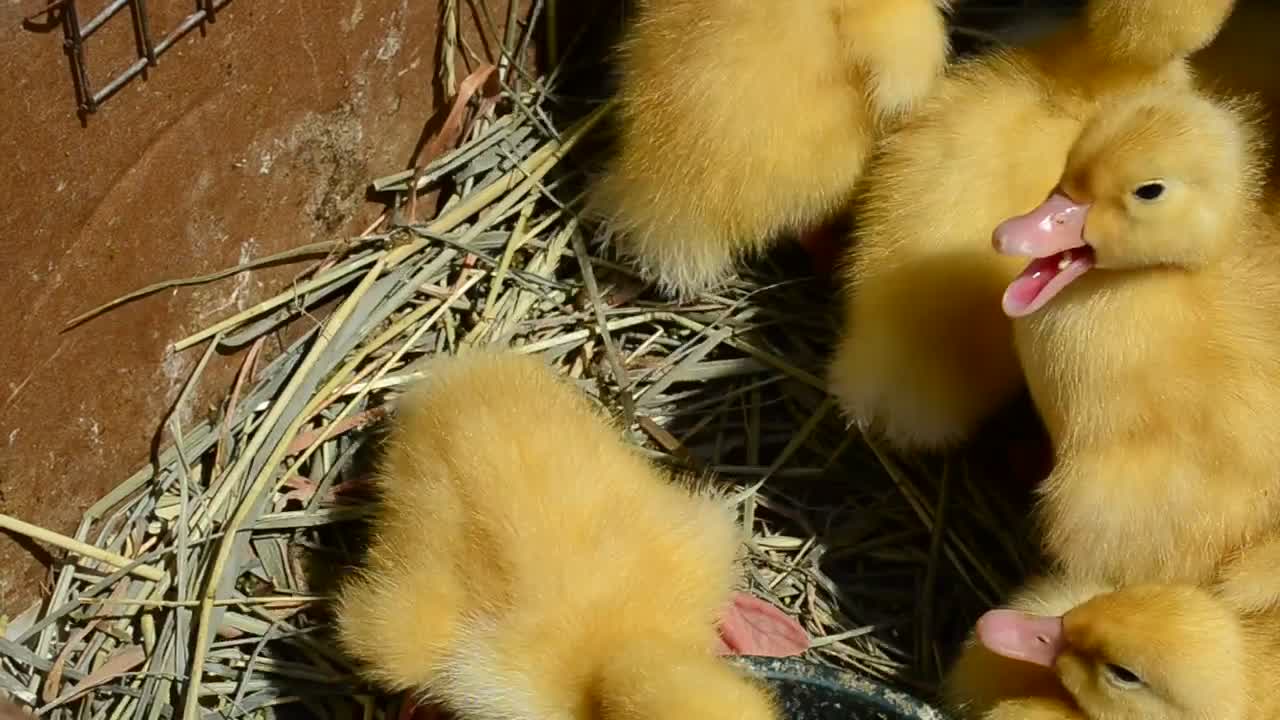 Stock Video Many Yellow Baby Chickens Close U Animated Wallpaper - Free Download
