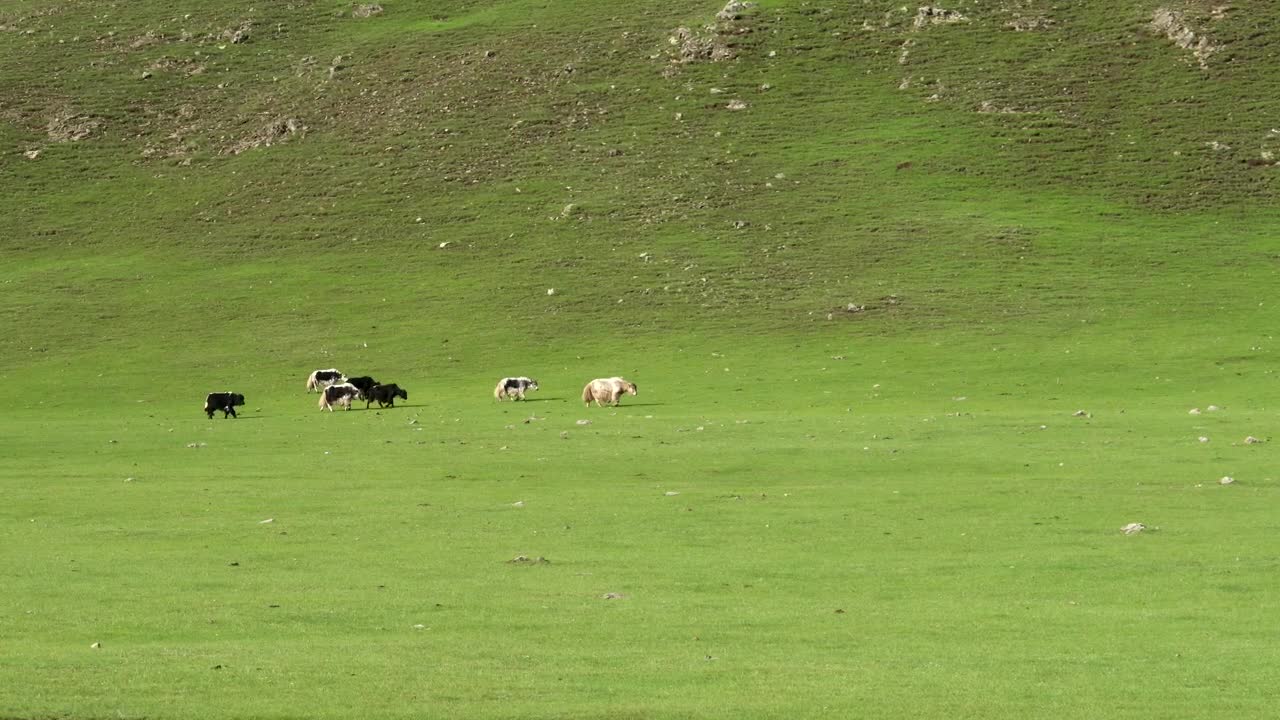 Video Stock Cattle Crossing A Green Valley Live Wallpaper For PC - Free Download