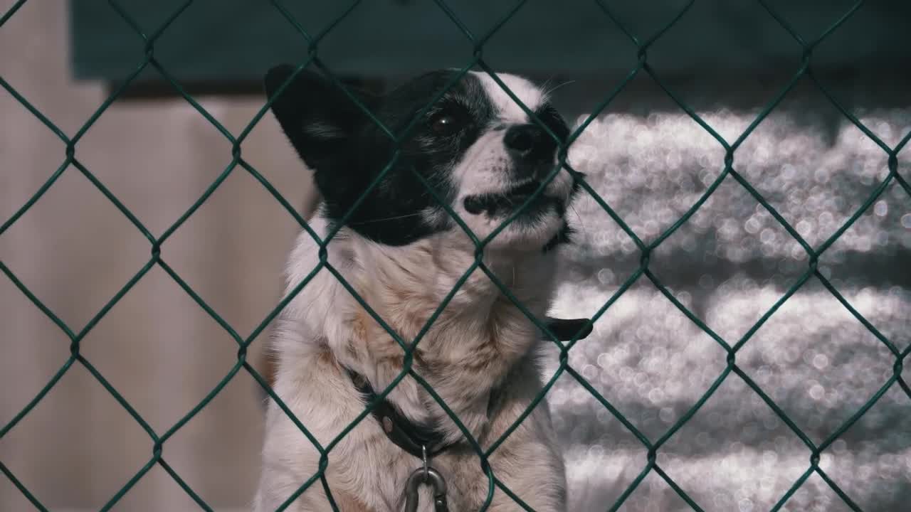 Stock Video Dog Barking Behind A Wire Fence Live Wallpaper For PC - Free Download