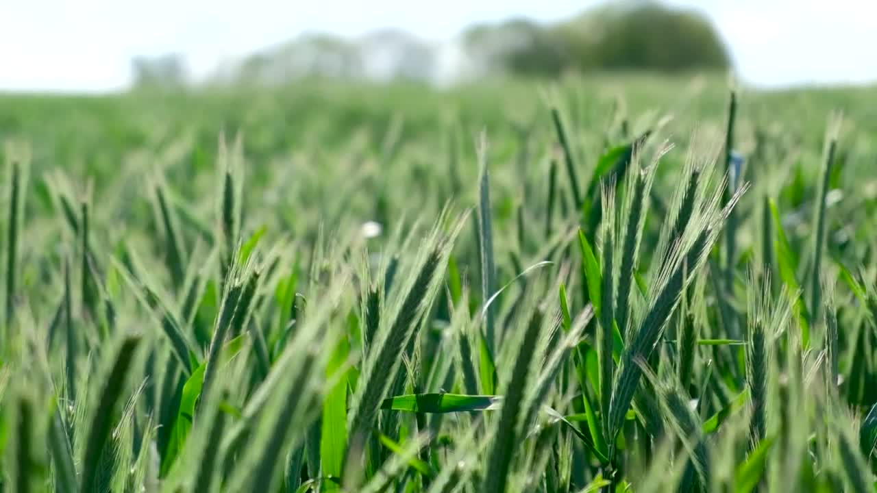 Stock Video Green Wheat Moving In The Wind Live Wallpaper For PC - Free Download