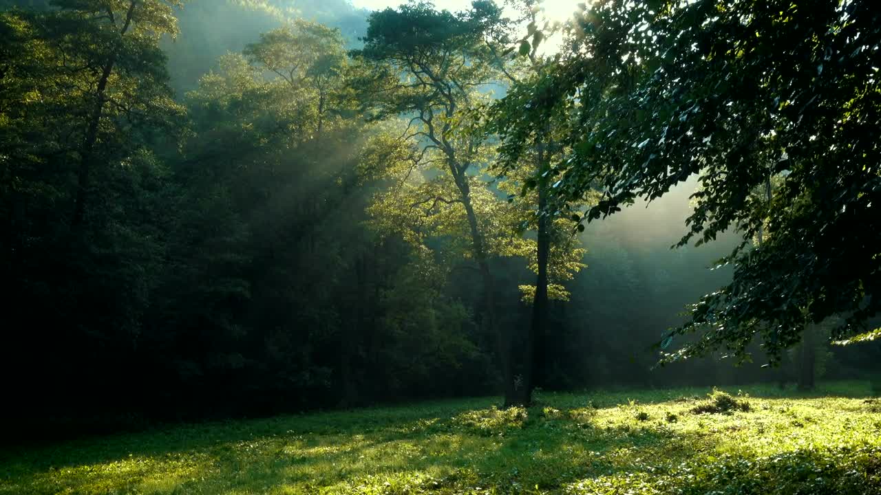 Free Video Stock Sun Beams Through The Forest Trees Live Wallpaper - Free Download