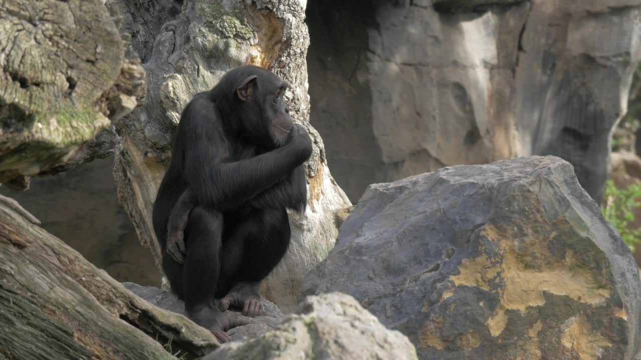 Video Stock Chimp Sitting On A Stock Live Wallpaper For PC - Free Download