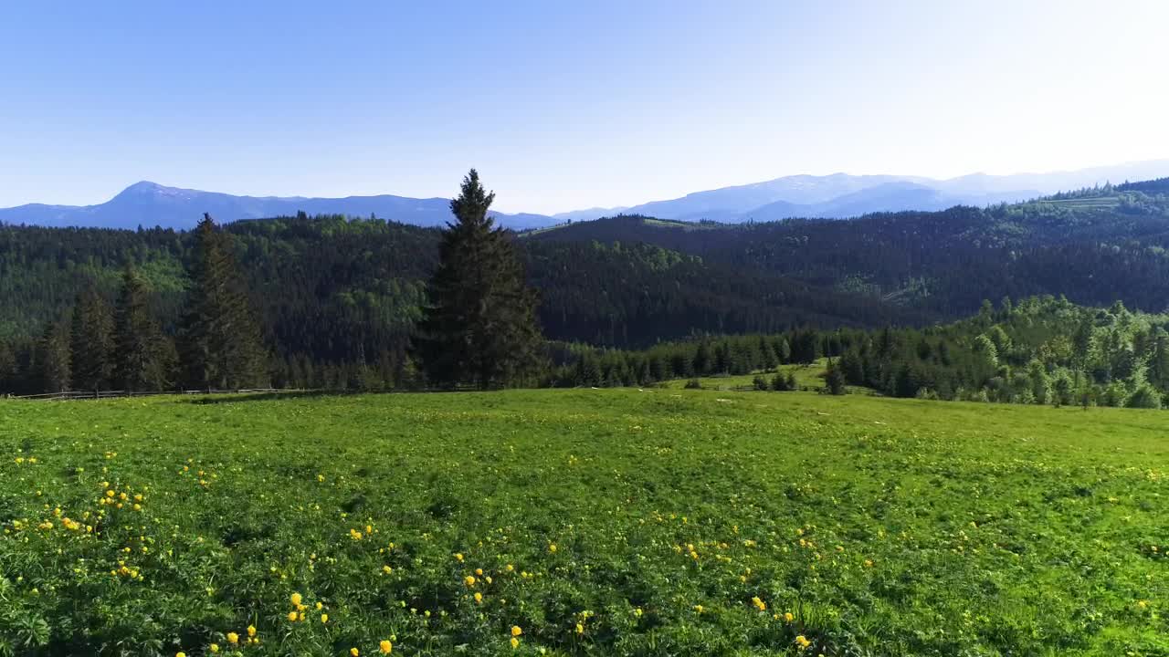Stock Video Country Boil And Flowers On A Ridge With Pine Live Wallpaper For PC - Free Download