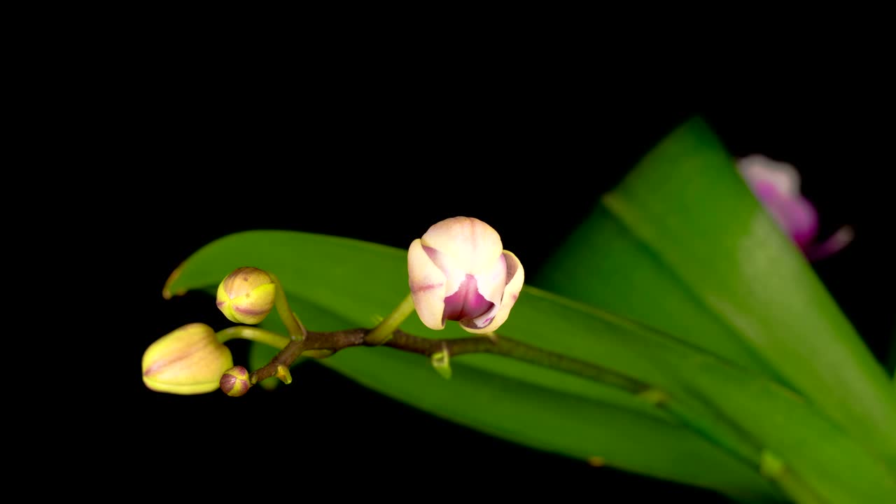 Stock Footage White Orchid On A Branch Opens Live Wallpaper - Free Download