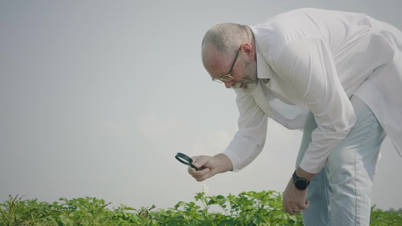 Free Stock Video Watching Potato Plants With A Magnifier Glass Live Wallpaper - Free Download