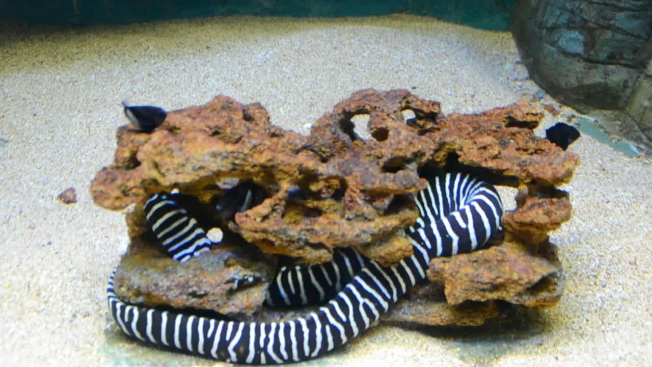 Stock Video Eel Wrapped Around A Rock Live Wallpaper For PC - Free Download