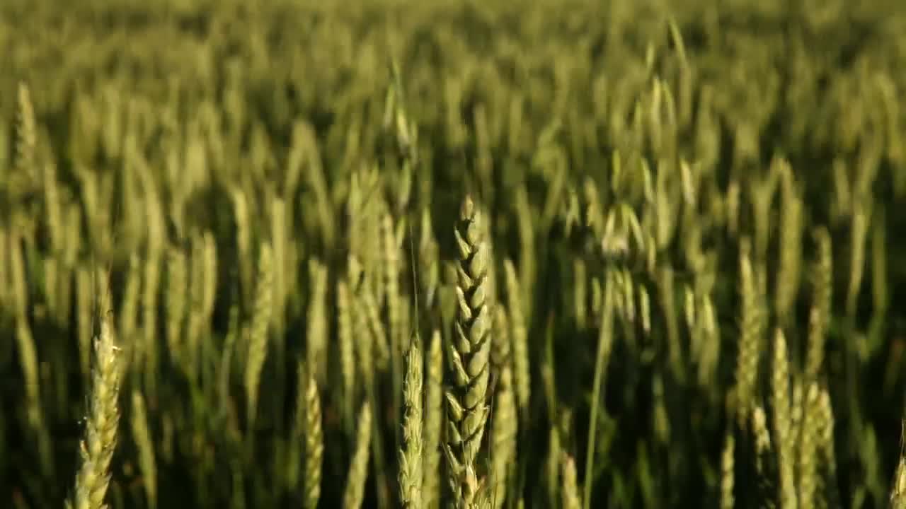 Stock Video Green Wheat Field Moving By The Wind Live Wallpaper For PC - Free Download