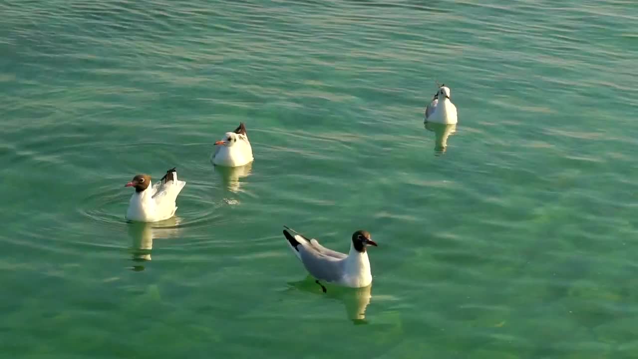 Free Stock Video Seagulls Floating On The Water Live Wallpaper - Free Download