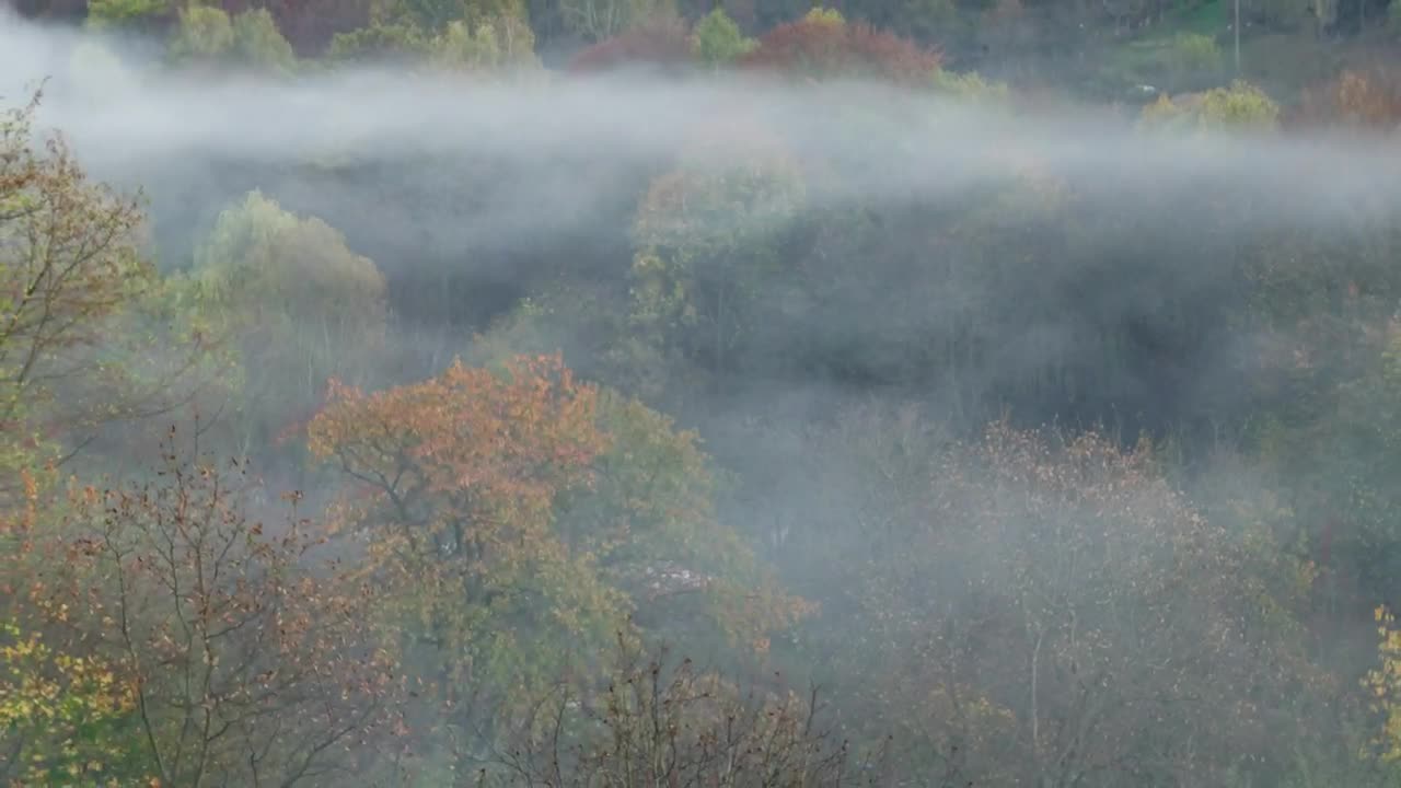 Free Video Stock Smoke From A Woodland Fire Live Wallpaper - Free Download