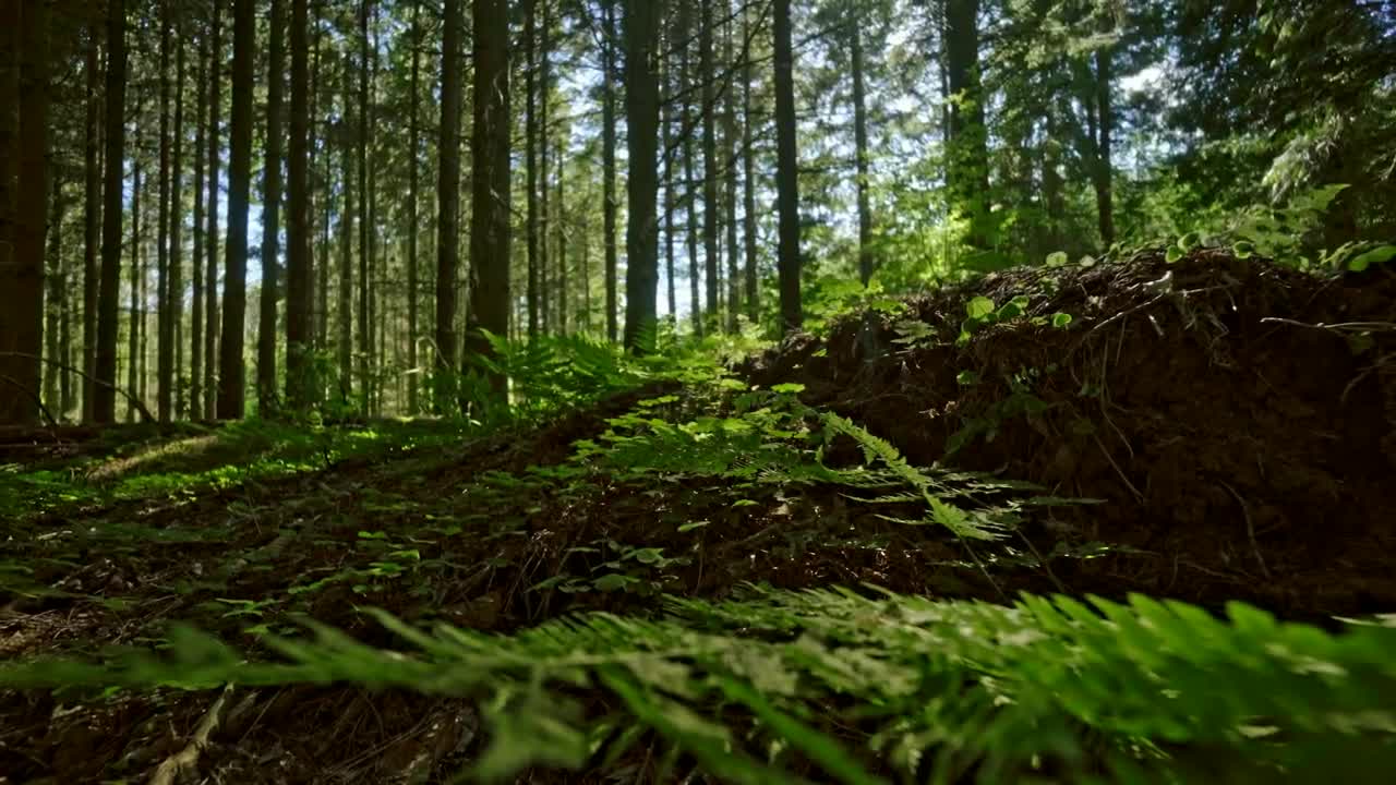 Stock Video Ferns Growing In The Forest Live Wallpaper For PC - Free Download