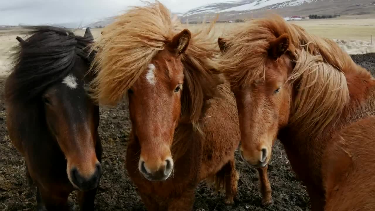 Stock Video Majestic Horses In The Wind Animated Wallpaper - Free Download
