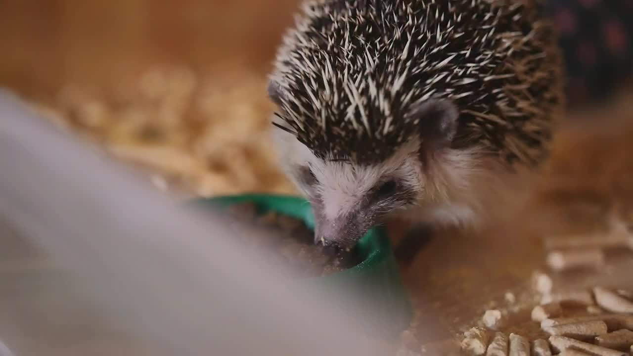 Free Video Stock tiny hedgehog eating from a bowl Live Wallpaper - Free Download