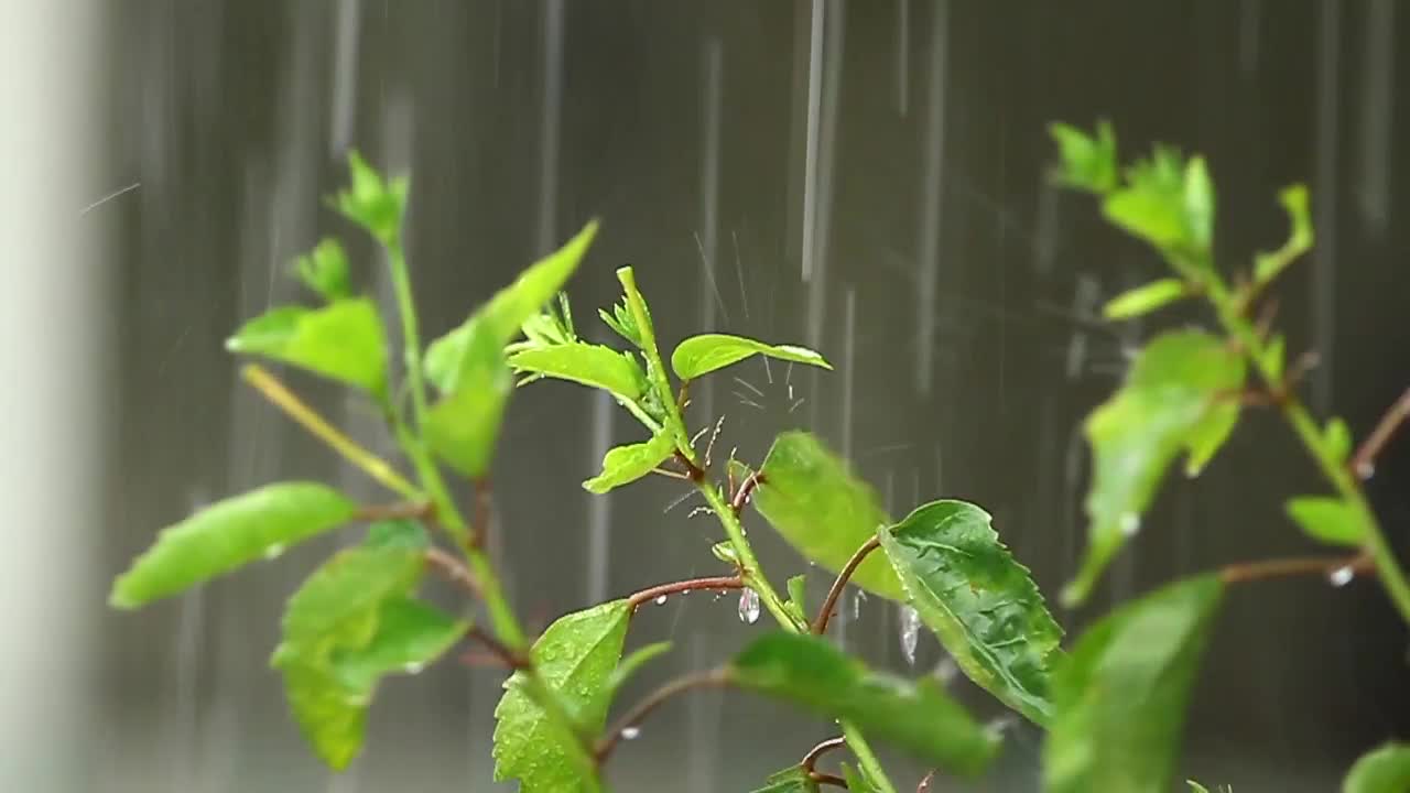Stock Video Hibiscus In The Rain Animated Wallpaper - Free Download