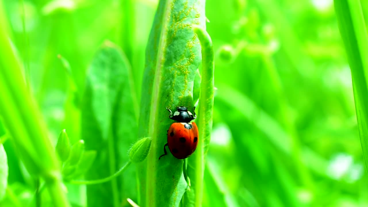 Stock Video Ladybug Climbing Up Tall Grass Animated Wallpaper - Free Download