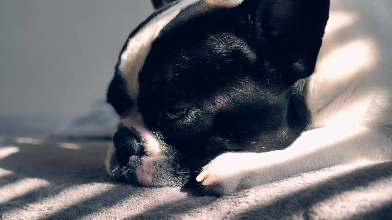 Stock Video Little Dog Lying Down Bored And Sad Animated Wallpaper - Free Download
