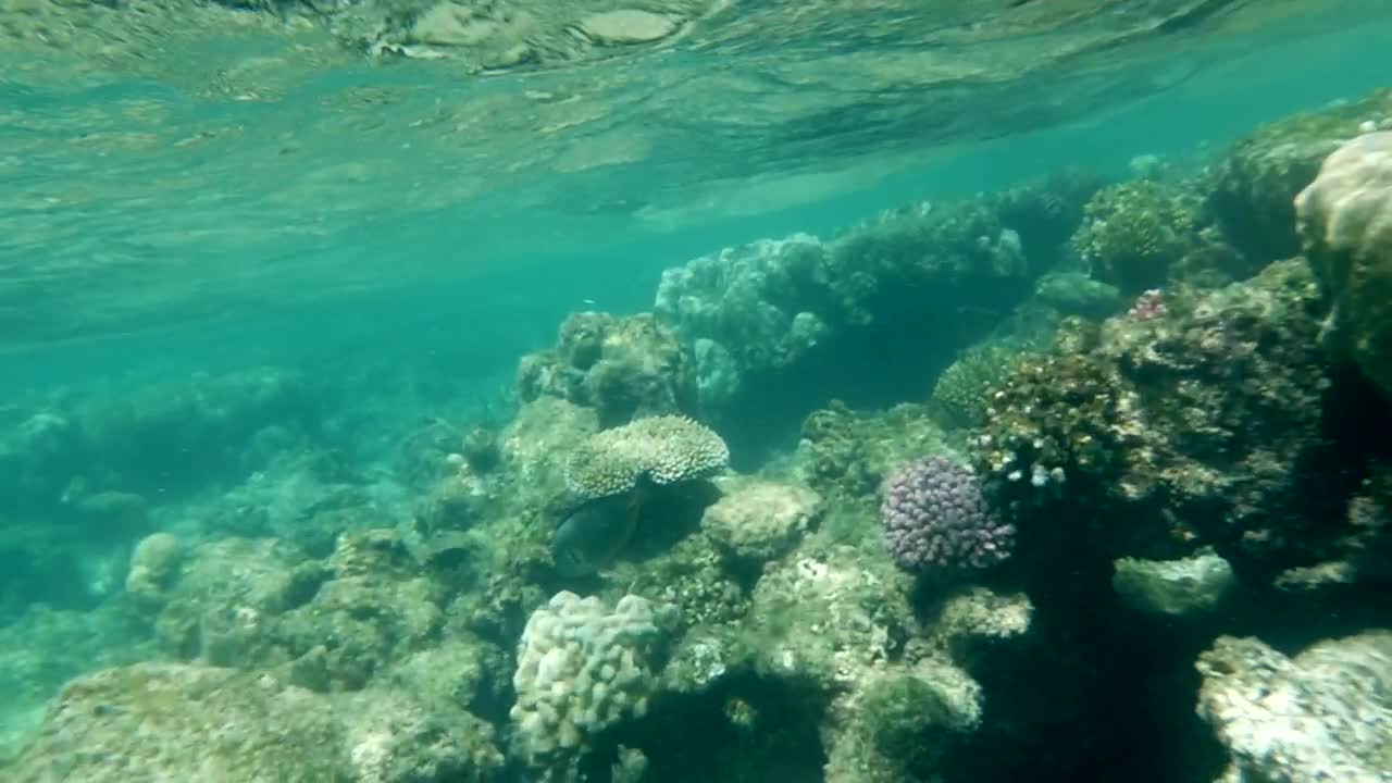 Stock Video Coral Reef In Shallow Water Live Wallpaper For PC - Free Download