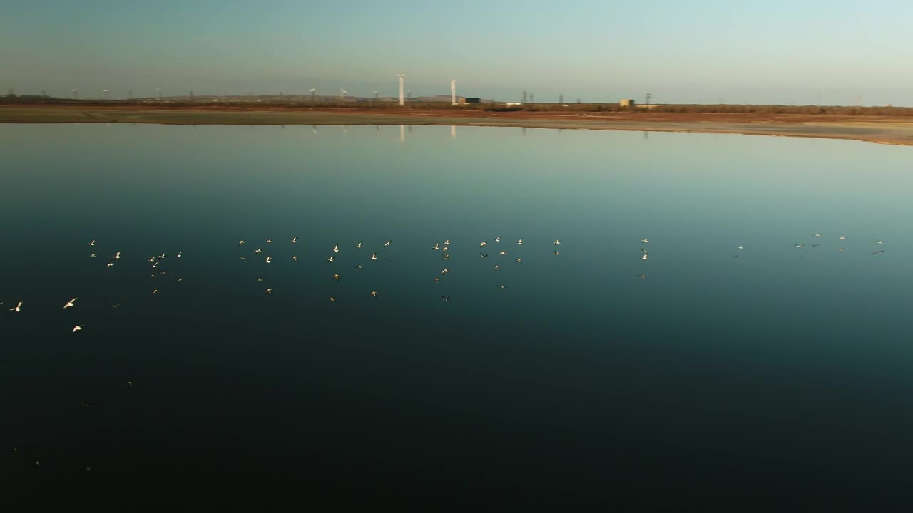 Stock Video Birds Lifting Off From Still Water Live Wallpaper For PC - Free Download