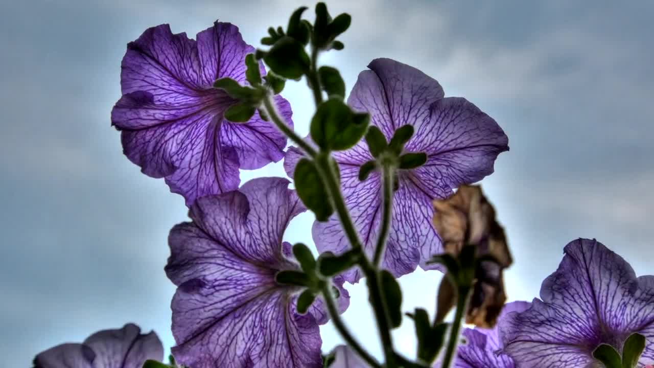 Video Stock Petunia Flowers Close Up Live Wallpaper Free - Free Download