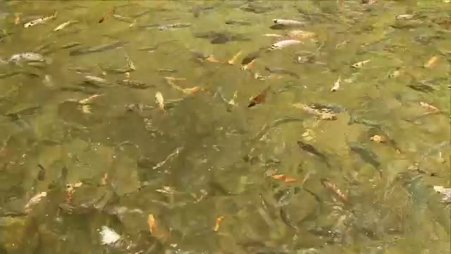 Stock Video Mixkit Fish Feeding In A Large Pond Smal Live Wallpaper For PC - Free Download