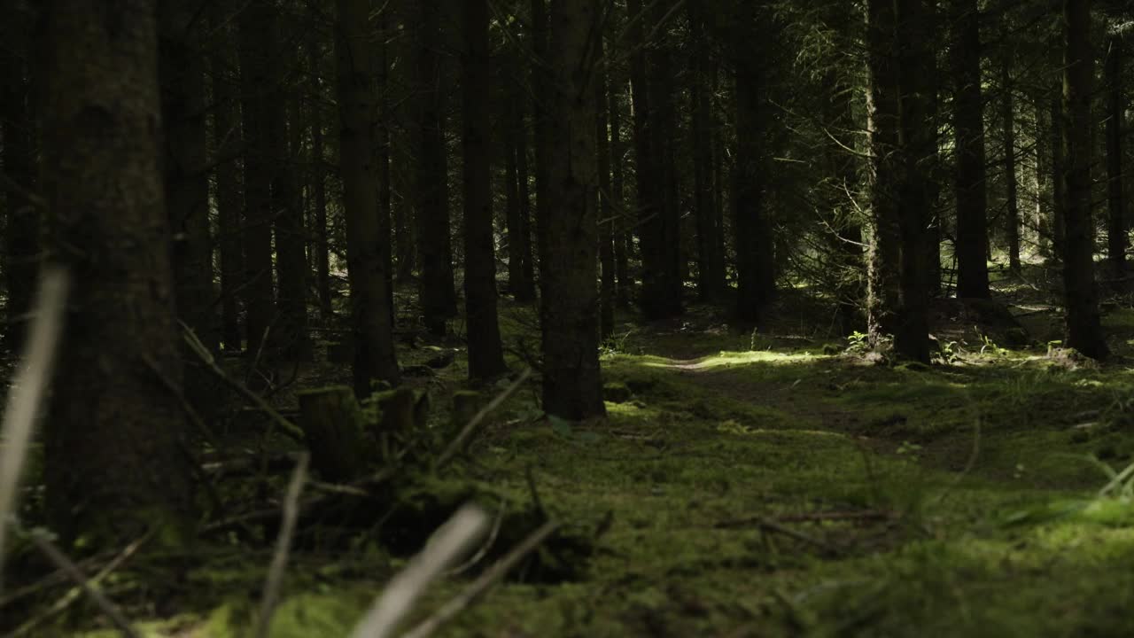 Stock Video Dark Forest Blocking Sunlight Live Wallpaper For PC - Free Download