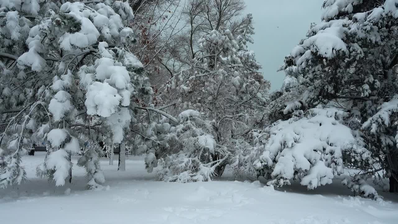 Stock Video Heavy Snow On Tree Branches Moved By Wind Animated Wallpaper - Free Download