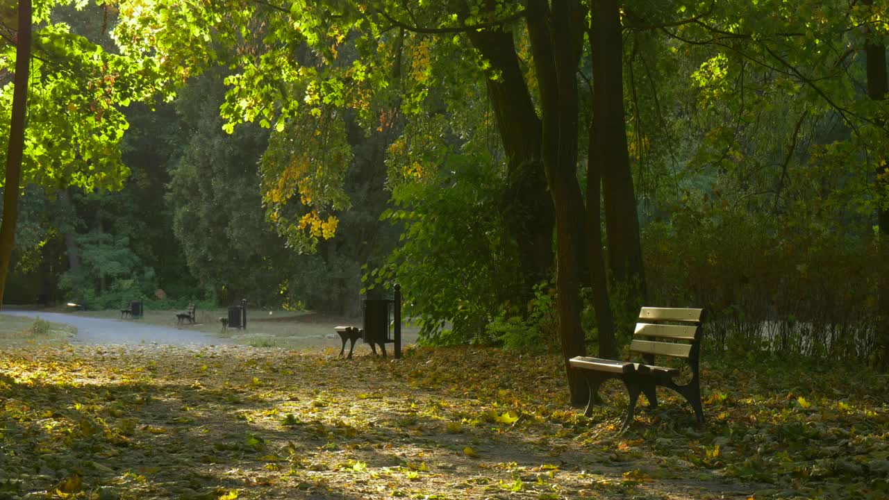 Stock Video Park And A Bench With Fallen Leaves Live Wallpaper - Free Download