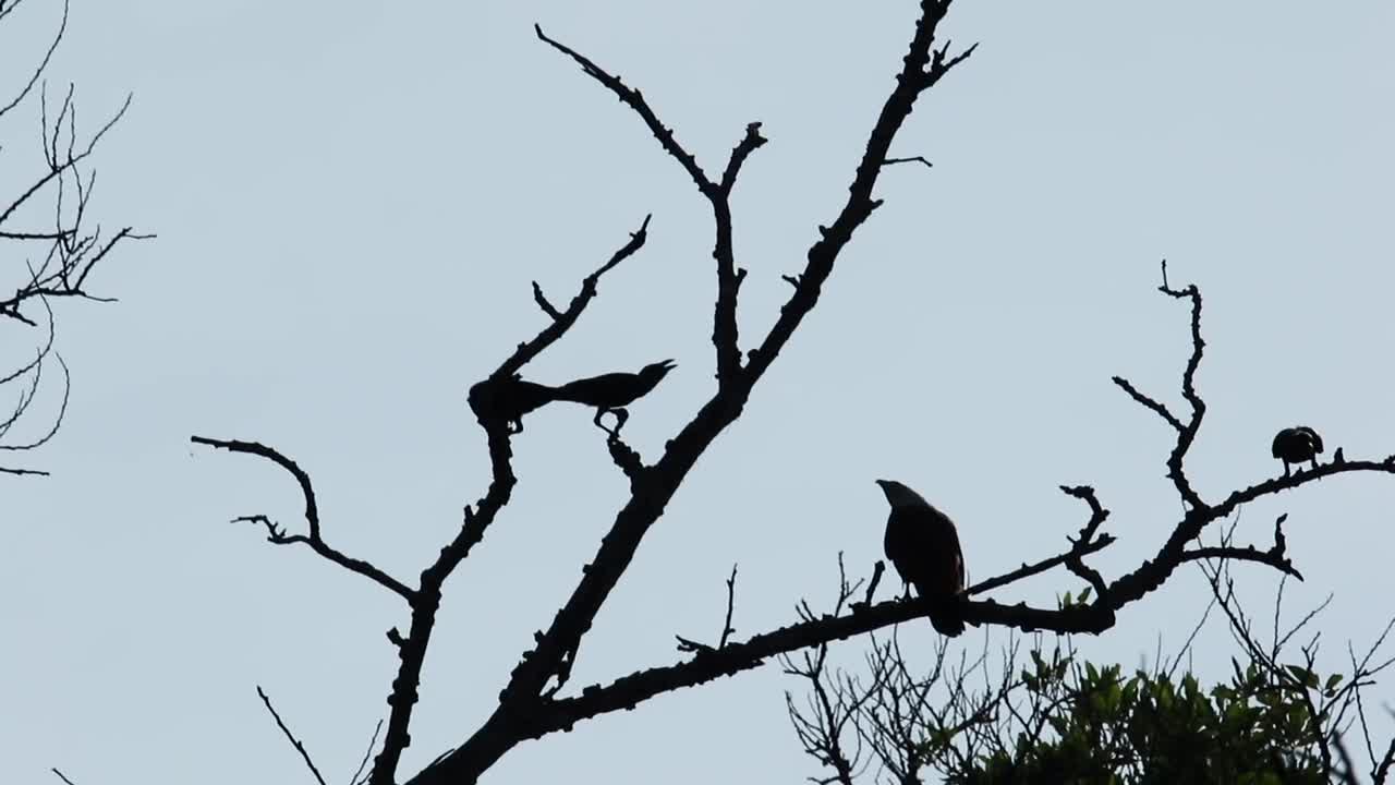 Stock Video Eagle Harassed By Other Birds Live Wallpaper For PC - Free Download