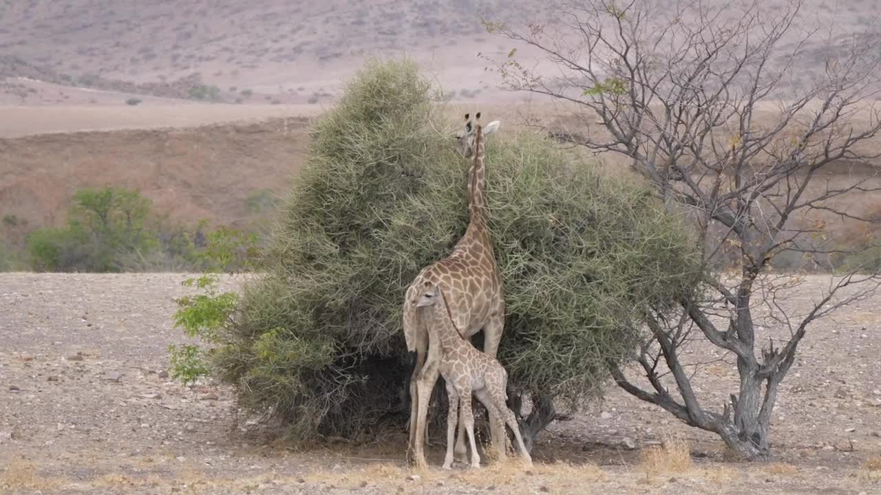 Stock Video Mother And Baby Giraffe Around A Bush On A Dr Animated Wallpaper - Free Download