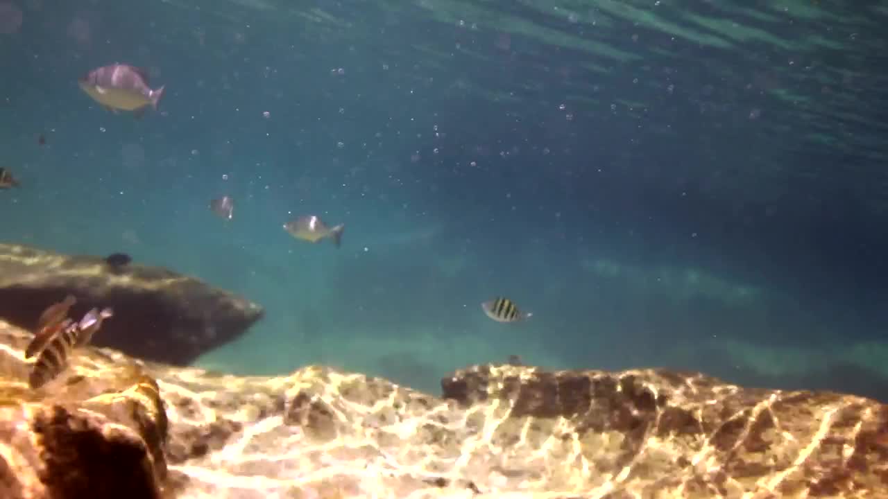 Free Stock Video Reef With Fish Swimming Live Wallpaper - Free Download