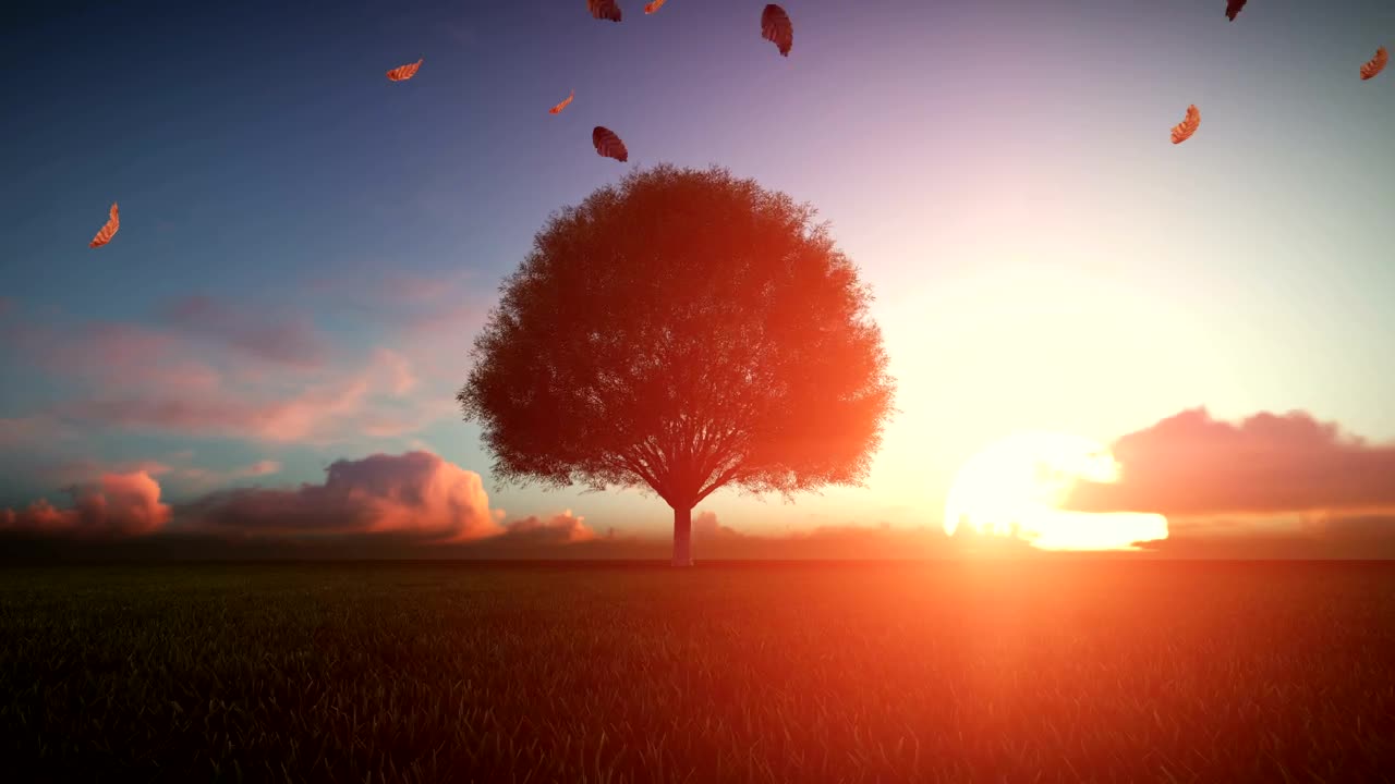 Stock Video Big Autumn Tree At Sunset d Animation Live Wallpaper For PC - Free Download