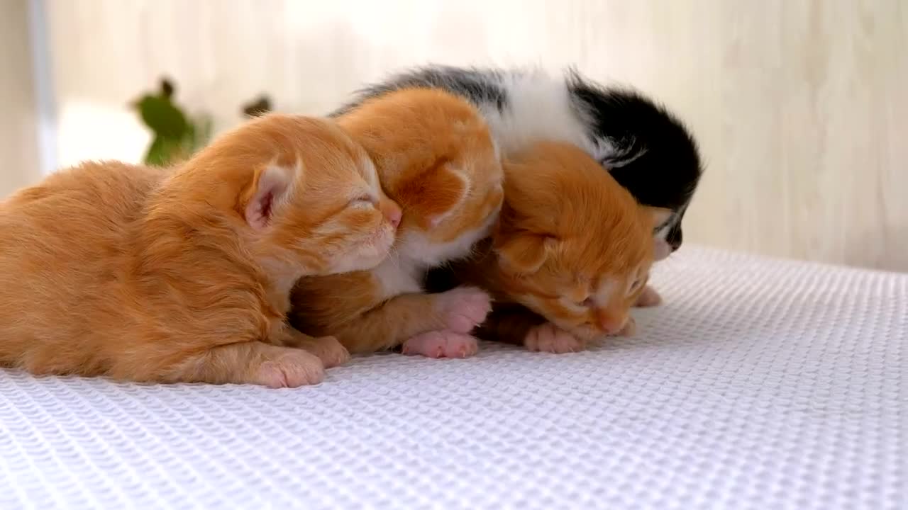 Stock Video Newborn Fluffy Kittens Live Wallpaper - Free Download
