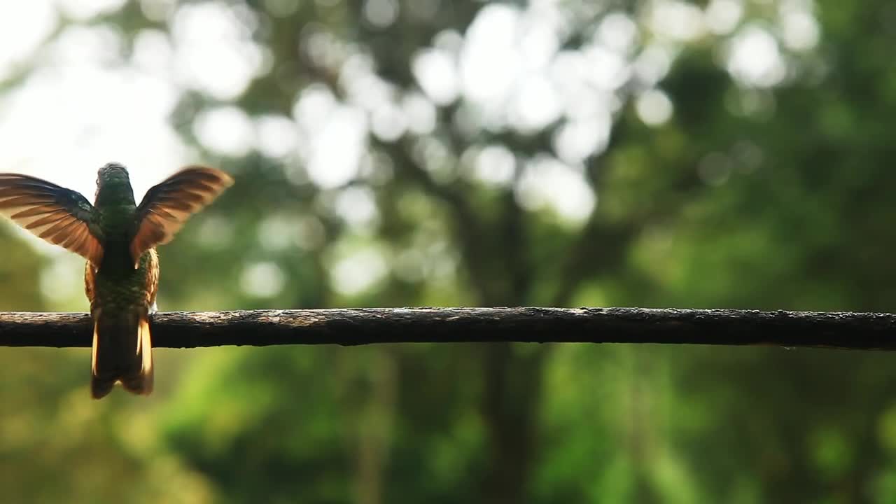 Stock Video Hummingbirds Fly And Play On Railing Animated Wallpaper - Free Download