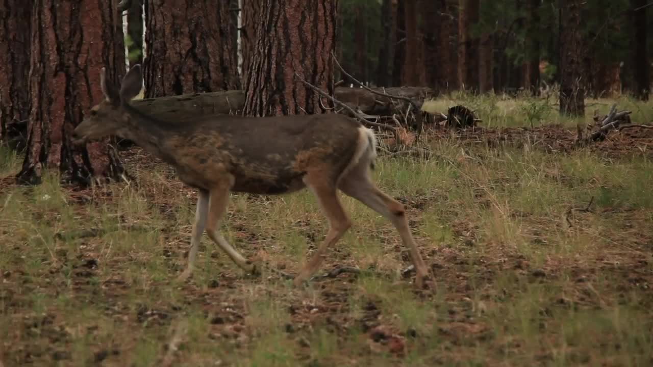Stock Video Deer Walking Through Dry Woodland Live Wallpaper For PC - Free Download