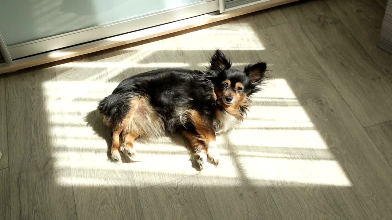 Free Video Stock toy terrier taking a sunbath in the floor Live Wallpaper - Free Download