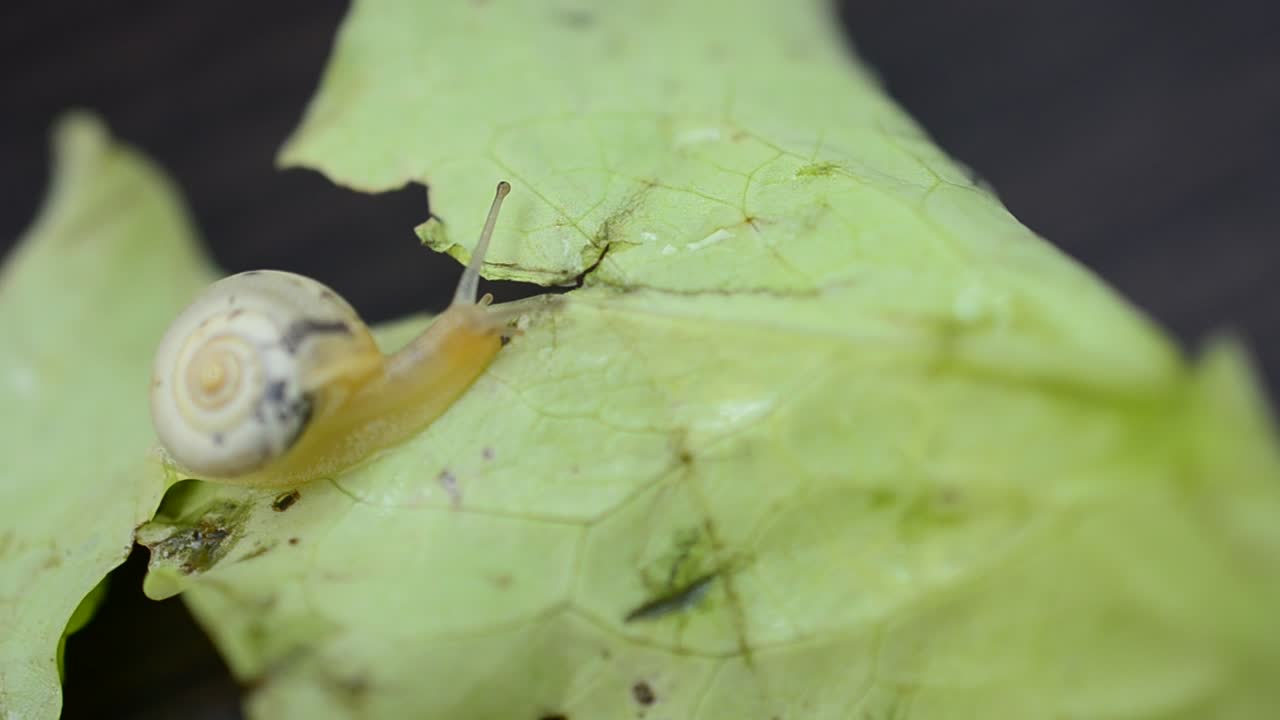 Free Video Stock Snail Heading Over A Fallen Leaf Live Wallpaper - Free Download