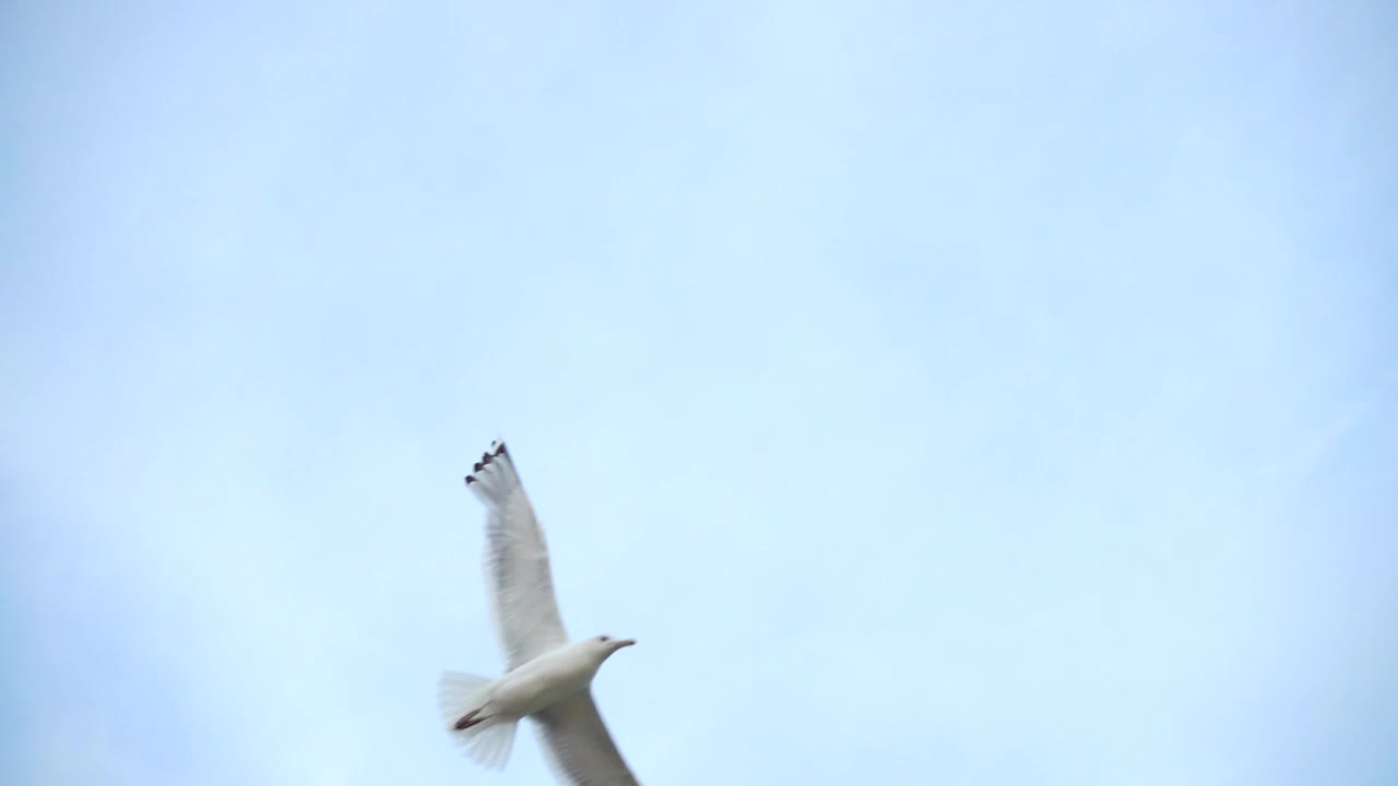Stock Video Bird Experiencing Freedom While Flying Live Wallpaper For PC - Free Download
