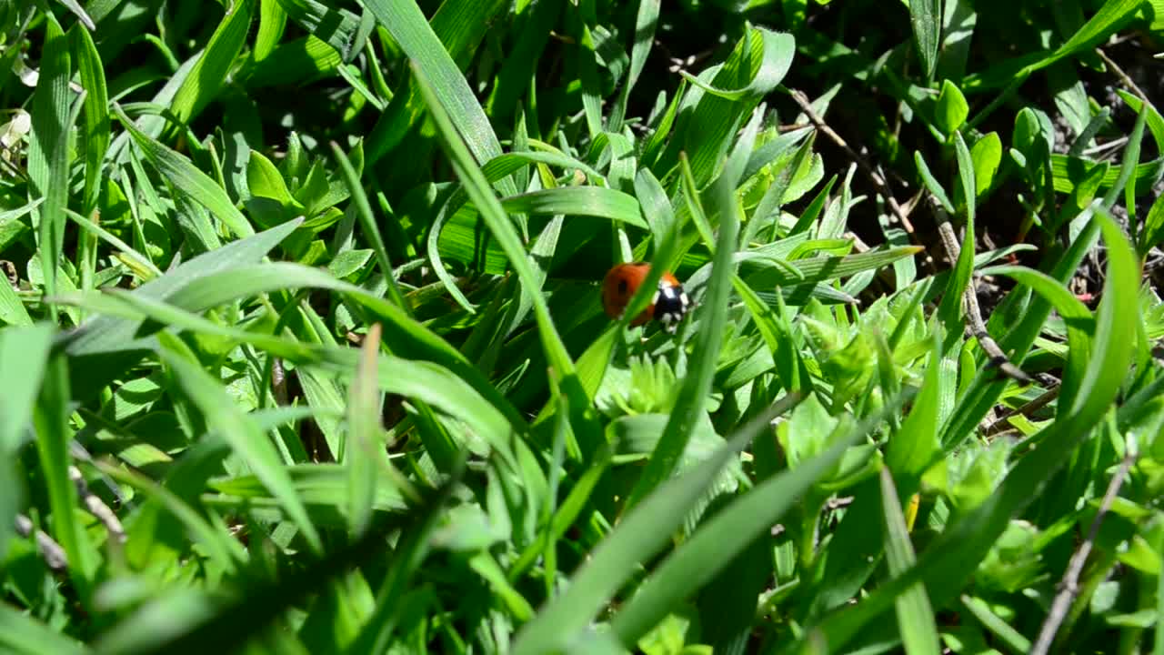 Stock Video Ladybug Hidden In A Lawn Animated Wallpaper - Free Download
