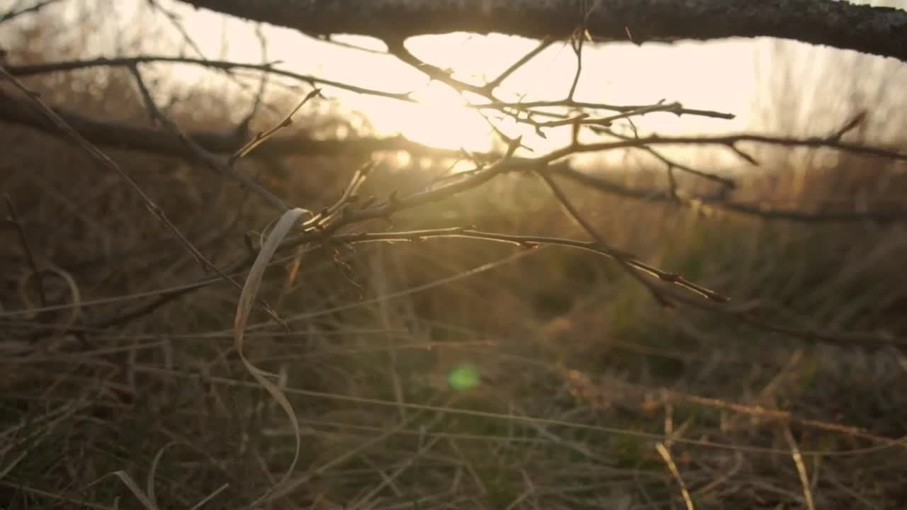 Free Video Stock sunset on the savanna seen behind the skyline Live Wallpaper - Free Download