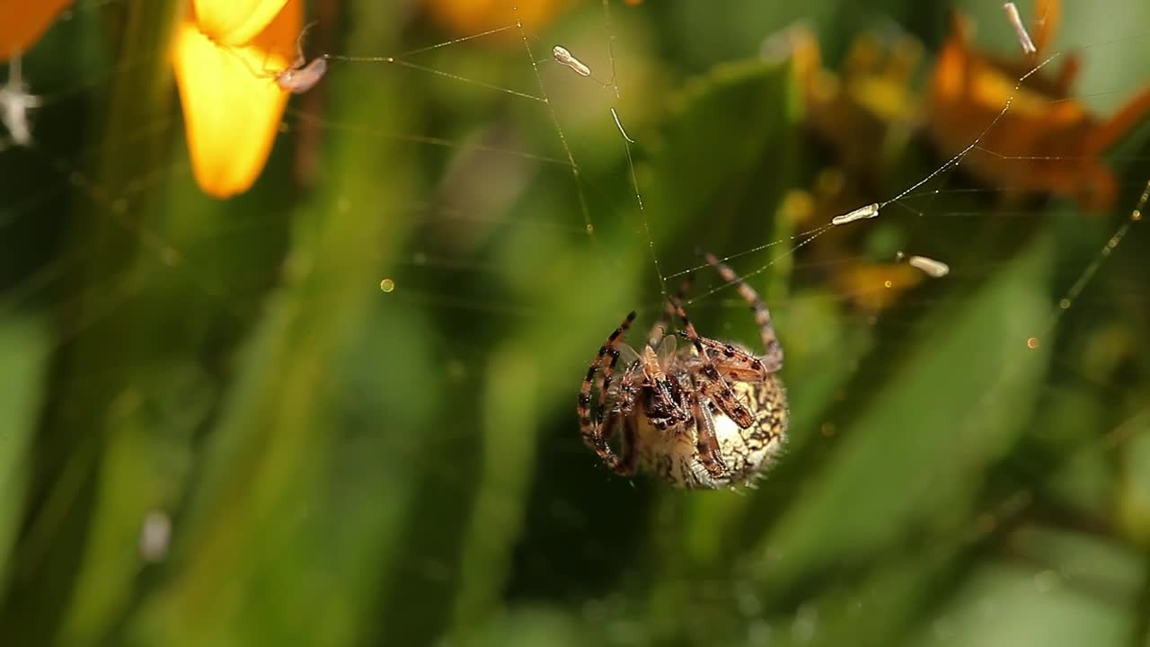 Free Video Stock Spider Eating A Tiny Insect Live Wallpaper - Free Download