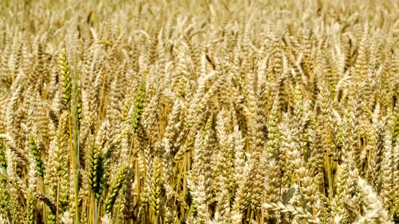 Stock Video Field Of Wheat Before The Harvest Season Live Wallpaper For PC - Free Download