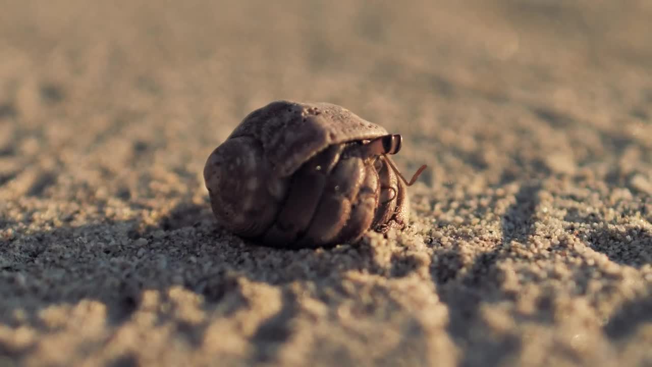 Stock Video Hermit Crab Walking On The Sand Animated Wallpaper - Free Download