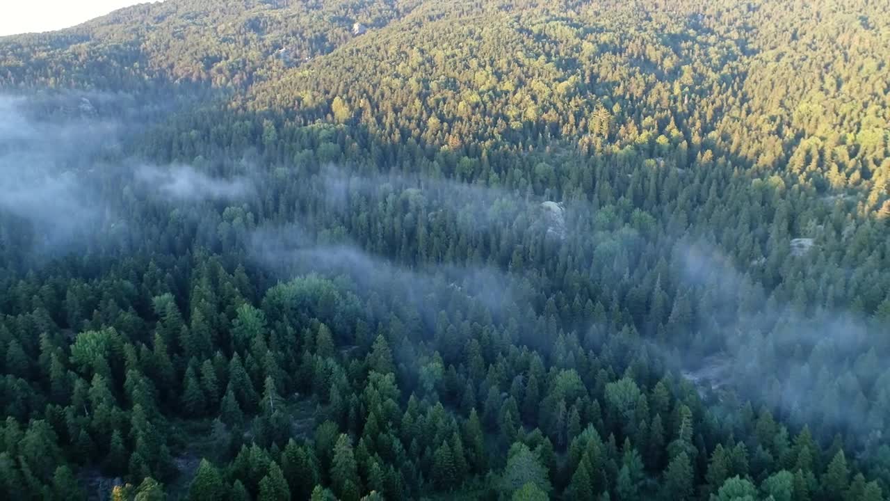 Stock Video Mist Hanging Over A Fores Animated Wallpaper - Free Download
