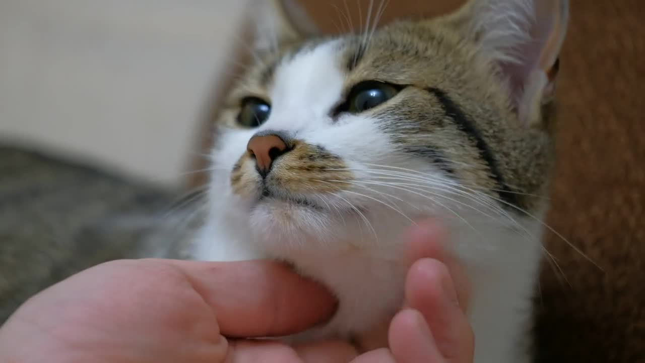 Video Stock Petting A Cute Cat Close Up Live Wallpaper Free - Free Download