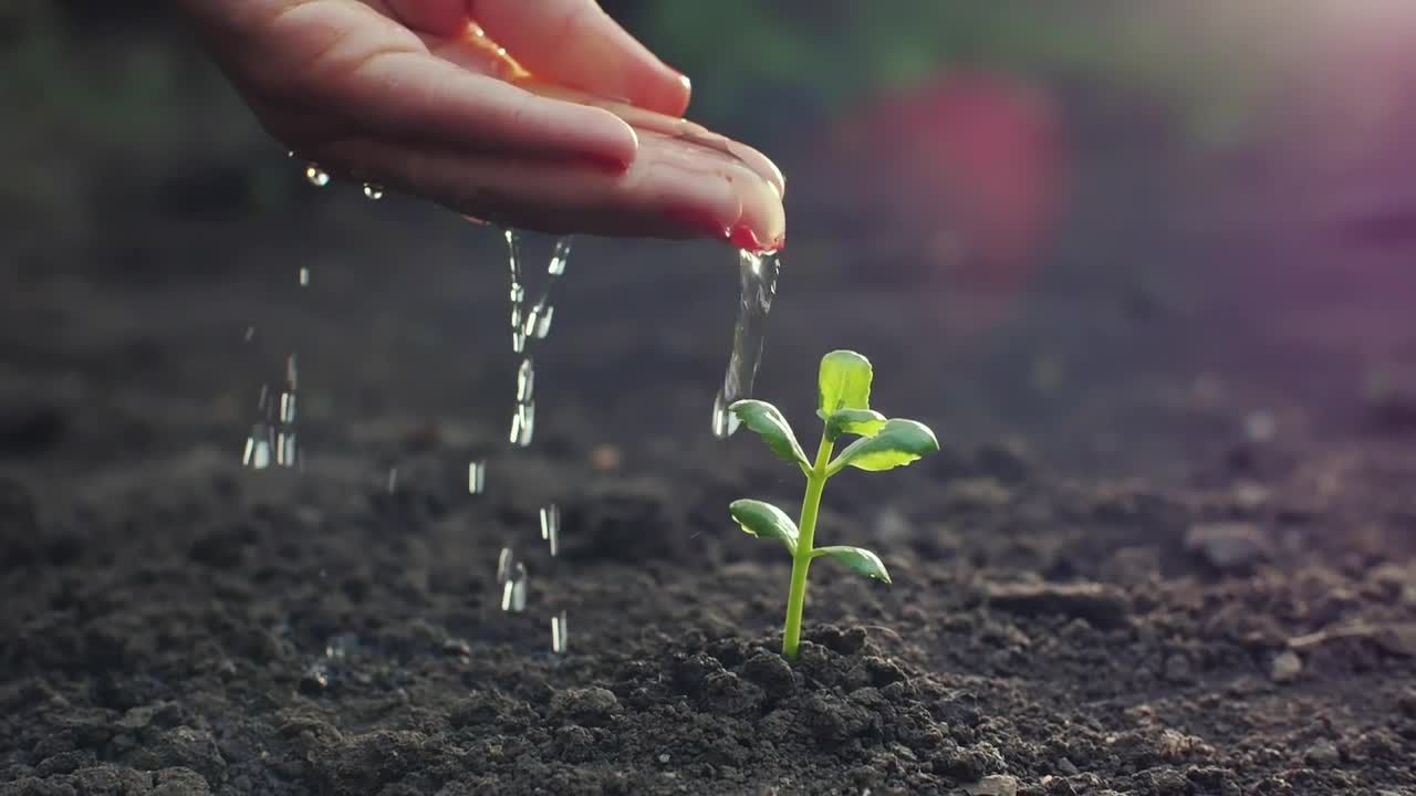 Video Stock Person Watering A Small Plant By Hand Live Wallpaper Free - Free Download