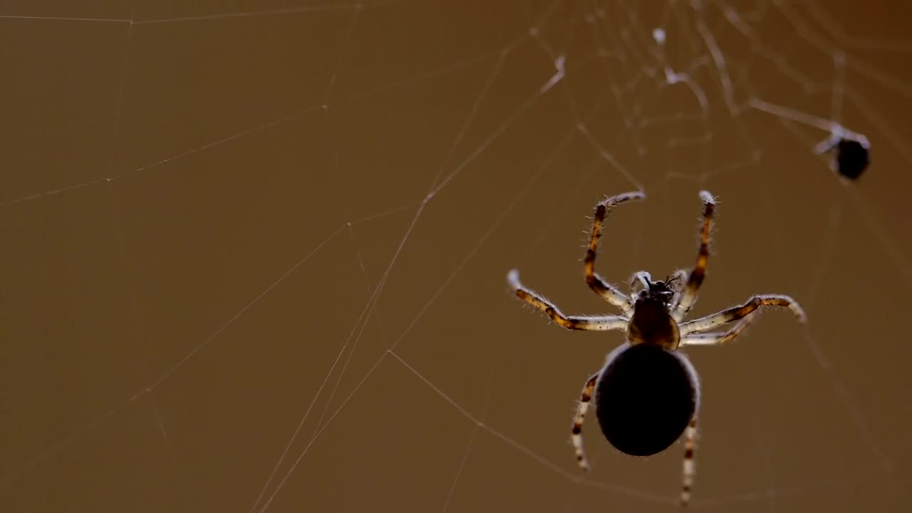 Free Video Stock Spider Escalating The Web Live Wallpaper - Free Download