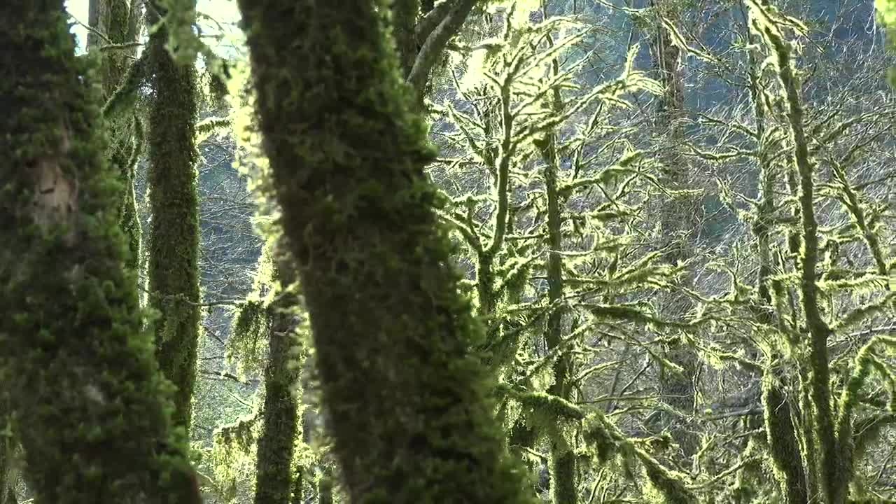 Stock Video Mossy Trees In A Mystic Fores Animated Wallpaper - Free Download