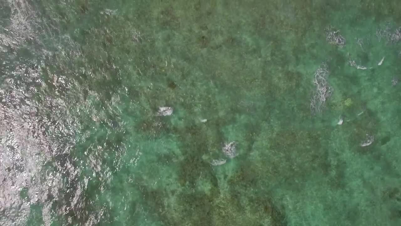 Stock Video Coral Just Below The Surface Live Wallpaper For PC - Free Download