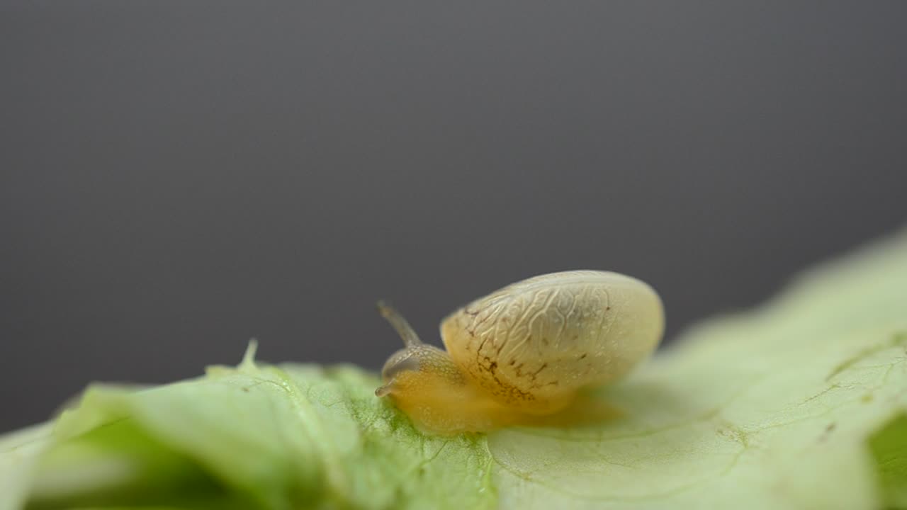 Video Stock Pet Snail Eating A Garden Leaf Live Wallpaper Free - Free Download