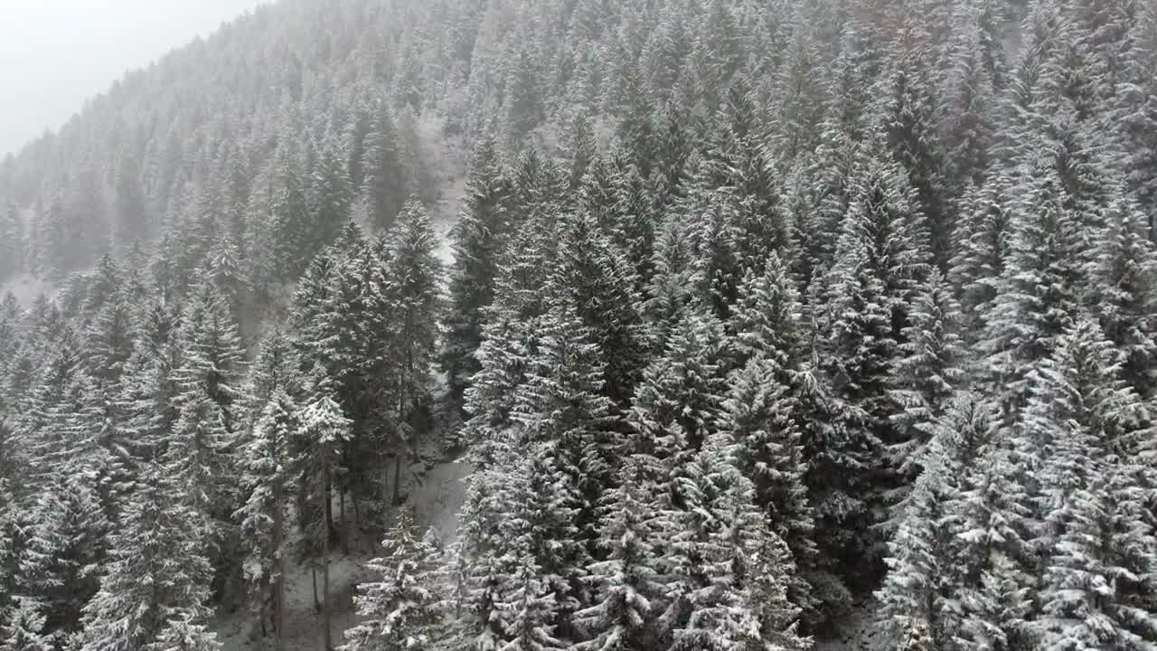 Free Video Stock Snowstorm In The Forest Live Wallpaper - Free Download